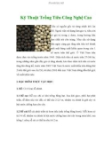 Kỹ Thuật Trồng Tiêu Công Nghệ Cao