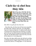 Cách tỉa và chơi hoa thủy tiên