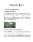 Giống Sắn KM94