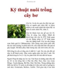 Kỹ thuật nuôi trồng cây bơ