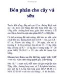 Bón phân cho cây vú sữa