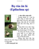 Bọ rùa ăn lá (Epilachna sp)