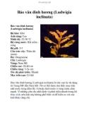 Báo văn đinh hương (Ludwigia inclinata)