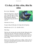 Cá chọi, cá thia xiêm, thia lia xiêm