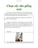 Chọn cây cho giếng trời