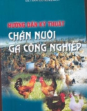 Gà công nghiệp và những kỹ thuật hướng dẫn trong chăn nuôi