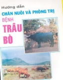 Phòng trị bệnh ở trâu bò và cách hướng dẫn chăn nuôi