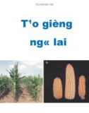 Tạo giống và thâm canh ngô