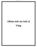 Album ảnh các loài cá Vàng