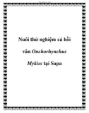 Nuôi thử nghiệm cá hồi vân Onchorhynchus Mykiss tại Sapa