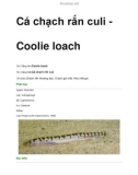 Cá chạch rắn- culi Coolie loach