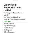 Cá chốt cờ-Bocourt's river catfish