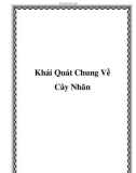 Khái Quát Chung Về Cây Nhãn