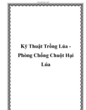 Kỹ Thuật Trồng Lúa Phòng Chống Chuột Hại Lúa