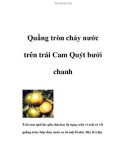 Quầng tròn chảy nước trên trái Cam Quýt bưởi chanh