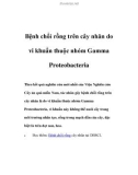 Bệnh chổi rồng trên cây nhãn do vi khuẩn thuộc nhóm Gamma Proteobacteria