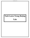 Nuôi Lươn Trong Ruộng Lúa