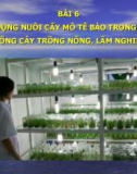 BÀI 6: Ứng dụng nuôi cấy mô tế bào trong nhân giống cây trồng nông, lâm nghiệp