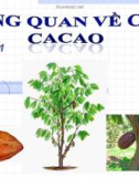 Bài giảng Tổng quan về cây ca cao