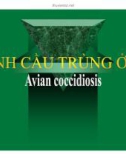 Bài giảng Bệnh cầu trùng ở gà