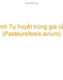 Bài giảng Bệnh tụ huyết trùng gia cầm (Pasteurellosis avium)