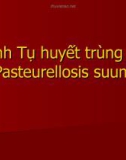 Bài giảng Bệnh tụ huyết trùng lợn (Pasteurellosis suum)