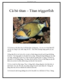 Cá bò titan – Titan triggerfish