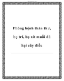 Phòng bệnh thán thư, bọ trĩ, bọ xít muỗi đỏ hại cây điều