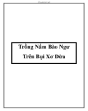 Trồng Nấm Bào Ngư Trên Bụi Xơ Dừa