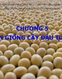 Bài giảng Chọn tạo giống cây trồng ngắn ngày: Chương 8 - Học viện Nông nghiệp Việt Nam