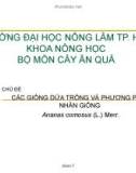 Các giống dứa trồng và phương pháp nhân giống