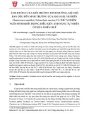 Ảnh hưởng của môi trường dinh dưỡng, mật độ ban đầu đến sinh trưởng của hai loài tảo biển Chaetoceros muelleri, Tetraselmis suecica và thử nghiệm nuôi sinh khối trong điều kiện ánh sáng tự nhiên ở Thừa Thiên Huế