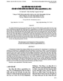 Đặc điểm hình thái và giải phẫu của một số mẫu giống rau đắng đất (Glinus oppositifolius (L.) DC.)