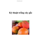 Kỹ thuật trồng cây gấc