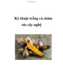 Kỹ thuật trồng và chăm sóc cây nghệ