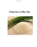 Giống lúa Lọ Đếp Cẩm