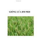 GIỐNG LÚA BM 9820