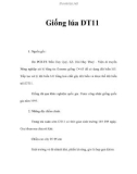 Giống lúa DT11 - PGS.TS Trần Duy Quý