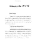 Giống ngô lai LVN 98