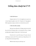 Giống dưa chuột lai CV5