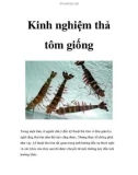 Kinh nghiệm thả tôm giống