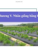 Bài giảng giống cây rừng : Nhân giống bằng hom part 1