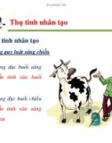 Một số vấn đề về quản lý sinh sản ở bò sữa part 7