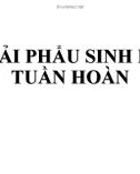 Bài giảng Giải phẫu sinh lý tuần hoàn - ThS. BS. Trần Quang Thảo