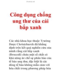 Công dụng chống ung thư của cải bắp xanh