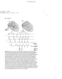 Basic Electrocardiography Normal and abnormal ECG patterns - Part 5