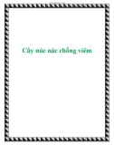 Cây núc nác chống viêm