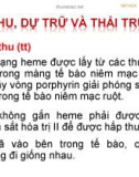 Bài giảng: CHUYỂN HÓA SẮT