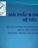 Bài giảng Giải phẩu và sinh lý hệ tiêu hóa - BS Huỳnh Thị Minh Tâm