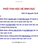 Bài giảng Phôi thai học hệ sinh dục - PGS.TS. Nguyễn Thị Bình